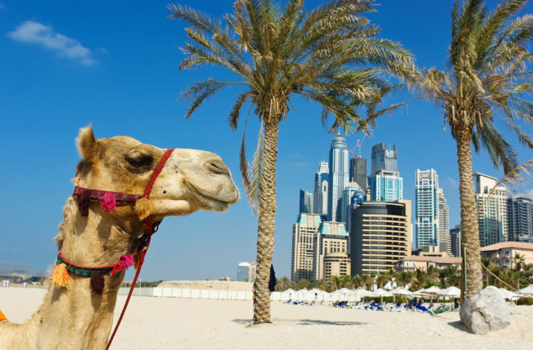 Vereinigte arabische Emirate Dubai Kamel am Strand