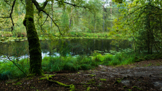 deutschland mueritz nationalpark wald