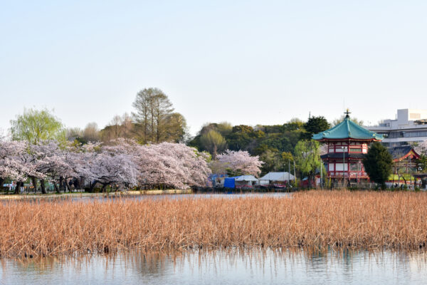 Japan Tokio Ueno Park