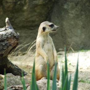 Kroatien Zagreb Zoo