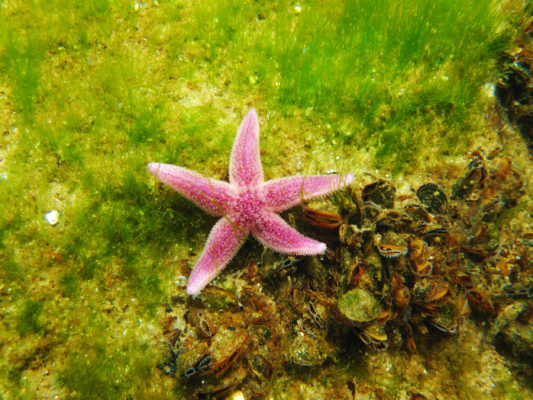 Deutschland Ostsee Tauchen Seestern