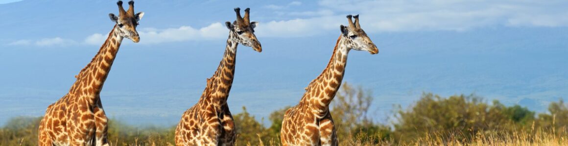 Kenia Giraffe