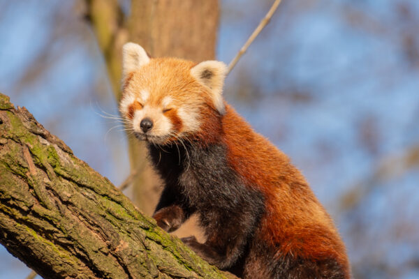 Deutschland Dresden Zoo Roter Panda