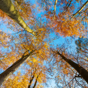 Herbst-Sale bei wearetravel: Eure perfekte Auszeit ab 45,50 € p.P.